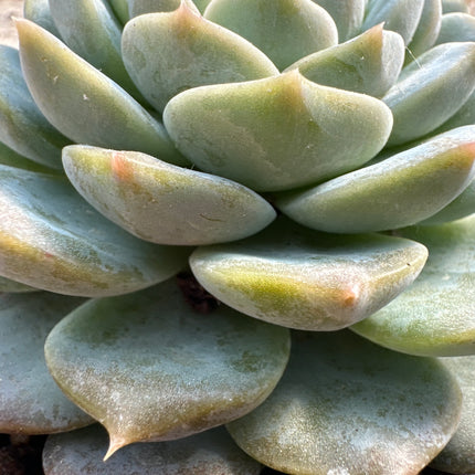 Echeveria 'Odyssey' | La Odisea de Jade y Coral