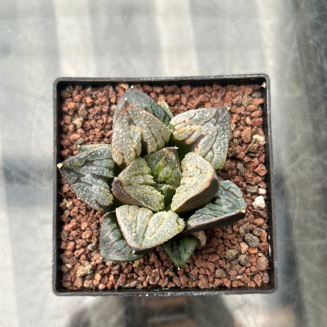 Haworthia pymaea var. fusca