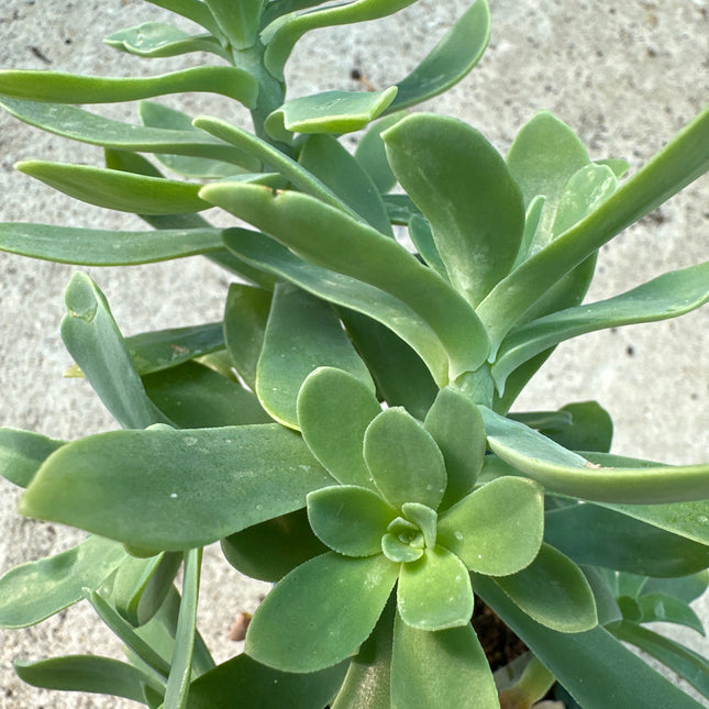 Sedum 'Shangri La'