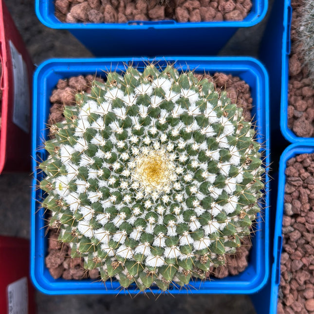 Mammillaria marksiana