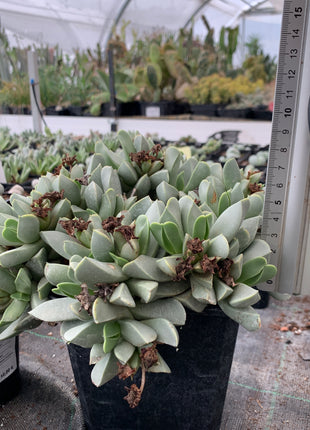 Machairophyllum brevifolium