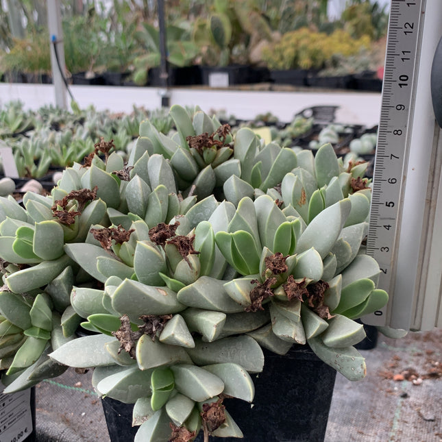 Machairophyllum brevifolium