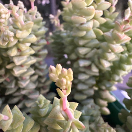 Crassula perforata subsp. kougaensis | Crásula del Kouga