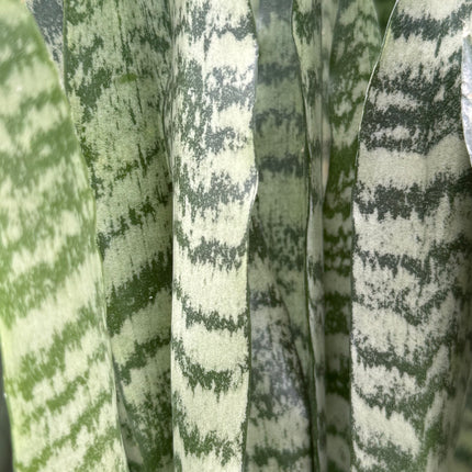 Dracaena  ‘Zeylanica’