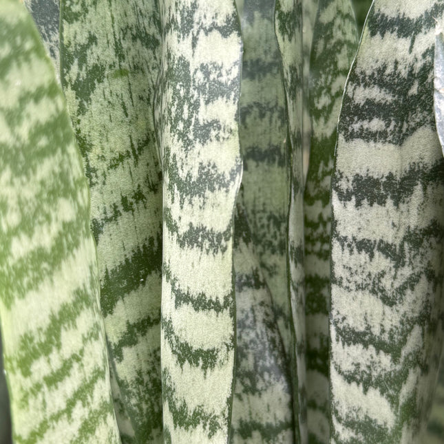 Dracaena  ‘Zeylanica’