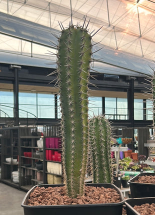 Pachycereus pecten-aboriginum