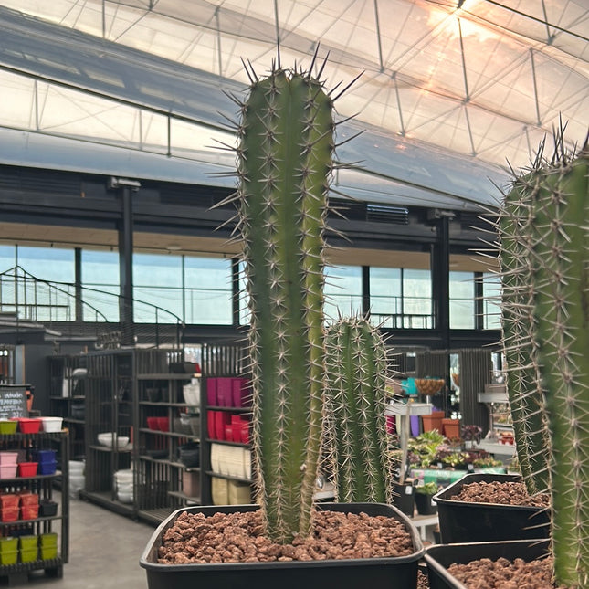 Pachycereus pecten-aboriginum