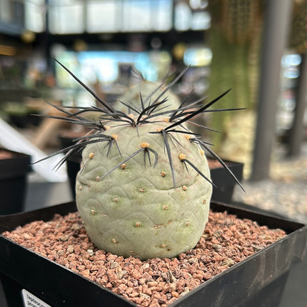 Tephrocactus geometricus ‘Diablo’