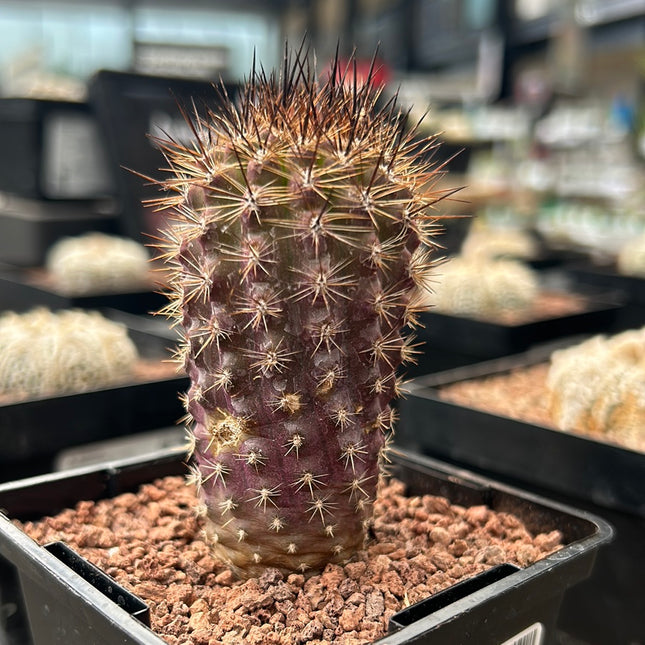 Neoporteria villosa aff.