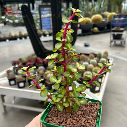Portulacaria afra variegata 'Red Stem' "M", "L" und "XL"