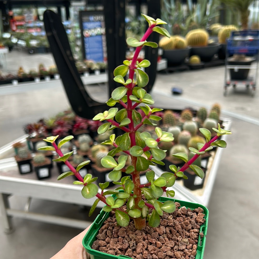 planta portulacaria afra Portulacaria afra variegata 'Red Stem' "M" "L" and "XL" – DesertSTORE.es