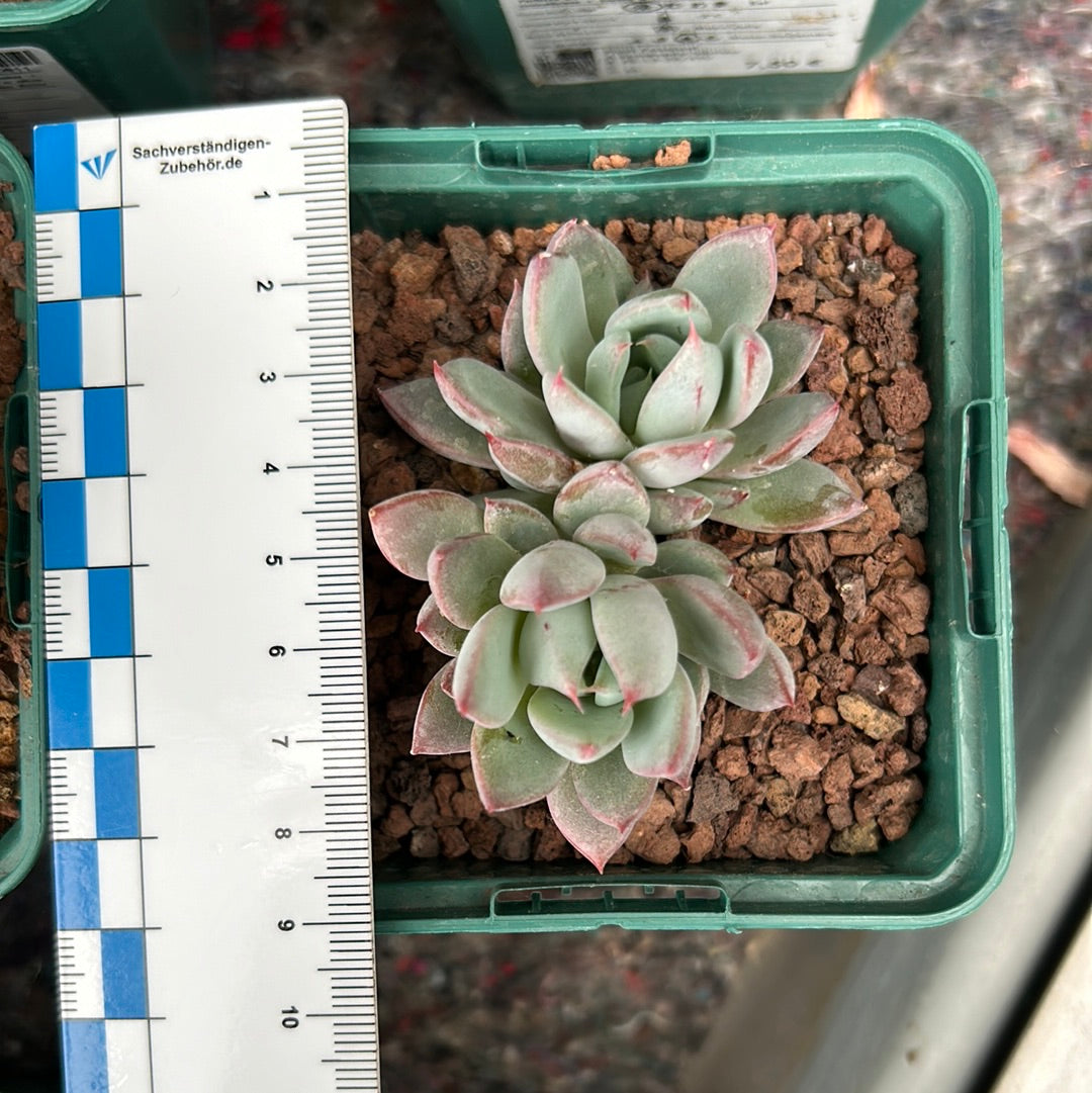 Echeveria 'Arpon'