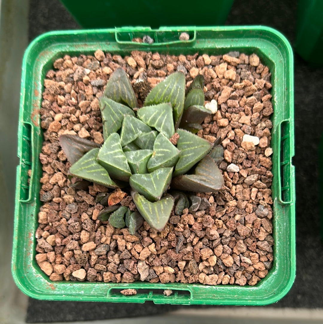 Haworthia retusa var. mutica