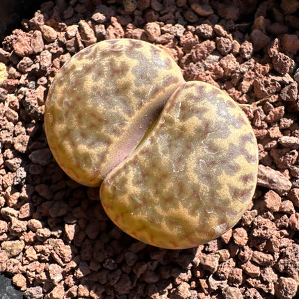 Lithops bromfieldii var. insularis C057