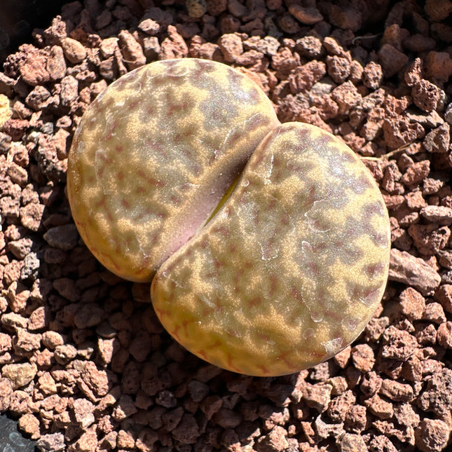 Lithops bromfieldii var. insularis C057