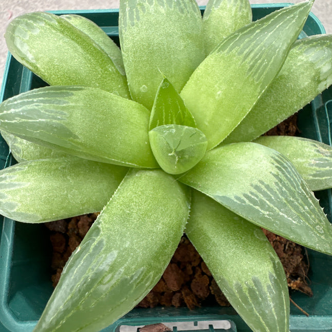 Haworthia turgida | Haworthia de Langeberg