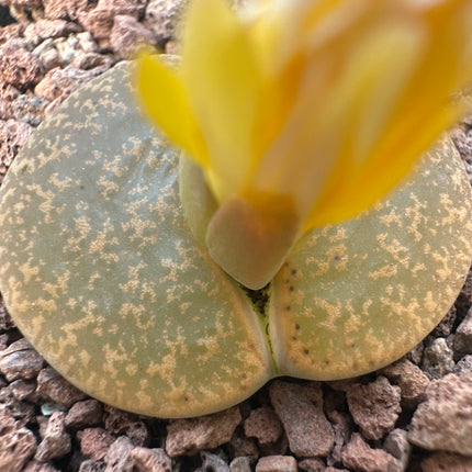 Lithops lesliei subsp. lesliei var. mariae C141