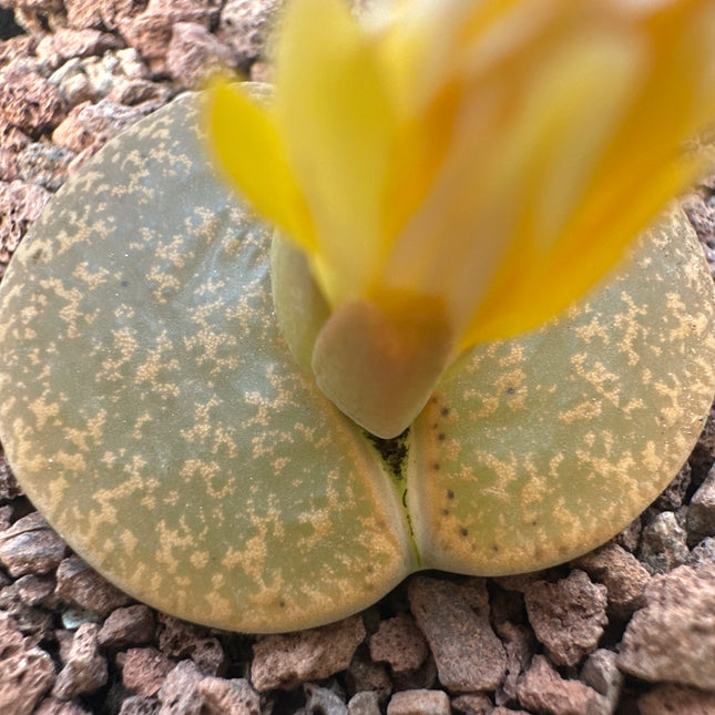 Lithops lesliei subsp. lesliei var. mariae C141