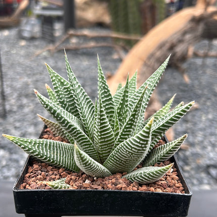 Haworthiopsis limifolia 'Spider White'