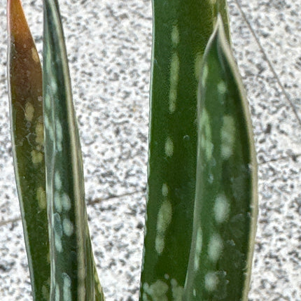 Gasteria bicolor