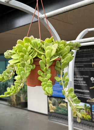 Senecio jacobsenii