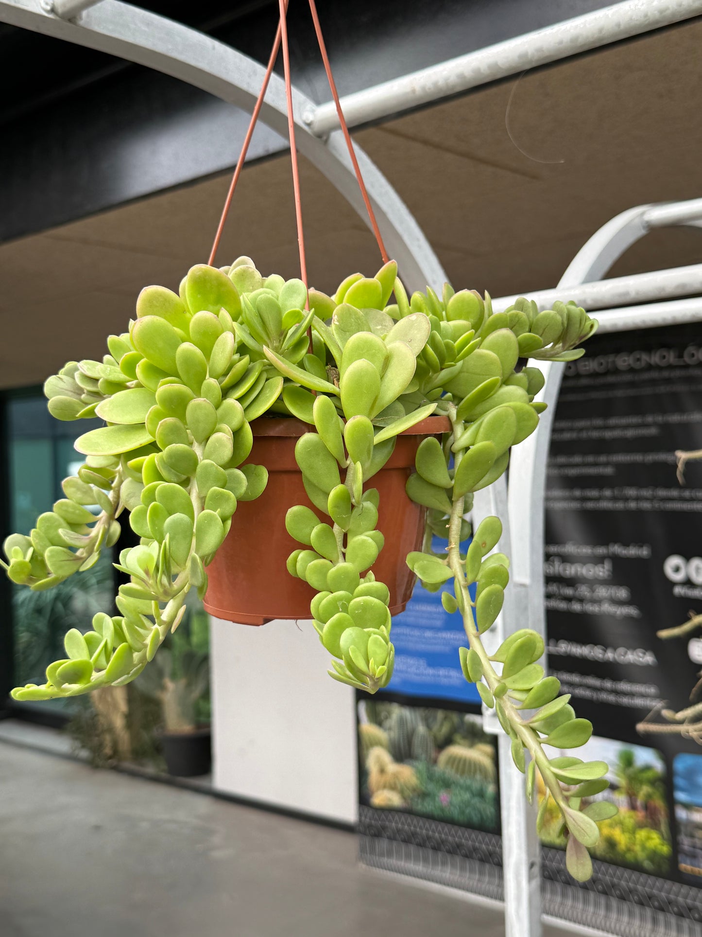 Senecio jacobsenii