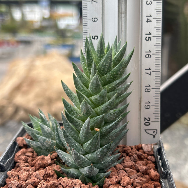 Haworthiopsis glauca var. herrei