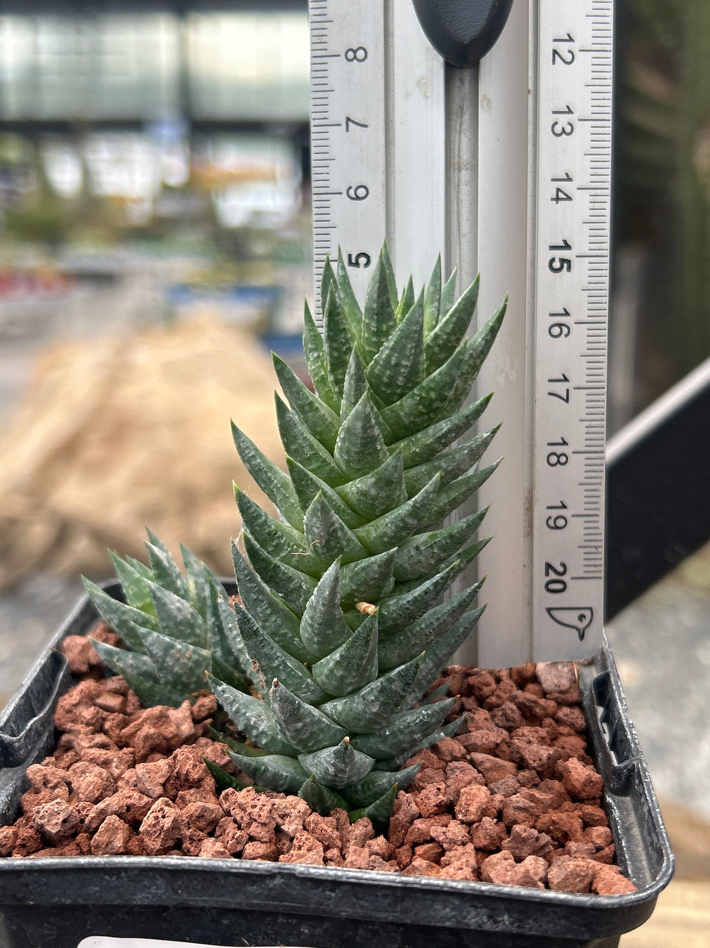 Haworthiopsis glauca var. herrei