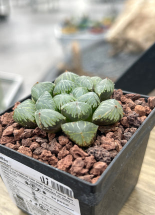 Haworthia 'Sansenjyo'