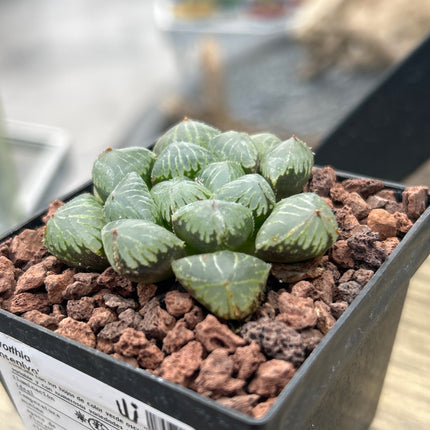Haworthia 'Sansenjyo'