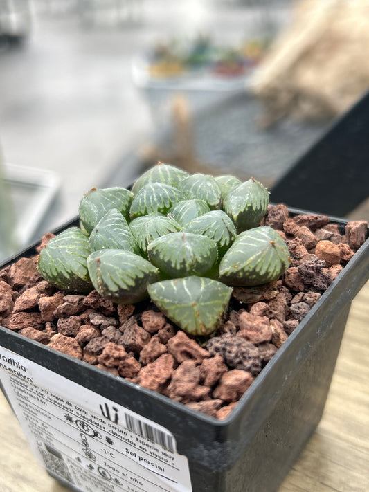 Haworthia 'Sansenjyo'