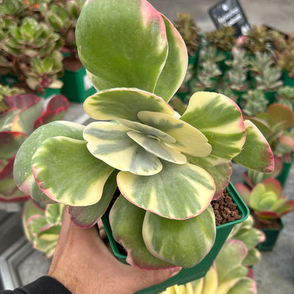 Kalanchoe luciae f variegada
