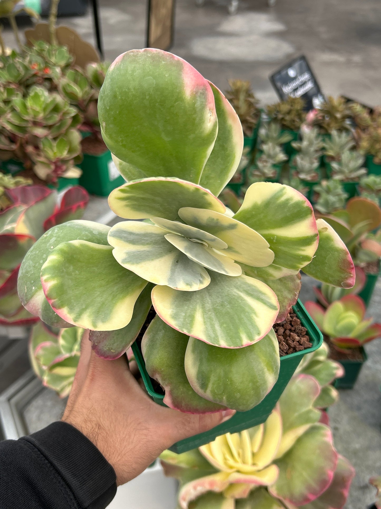 Kalanchoe luciae variegata