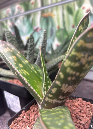 Gasteria croucheri subsp. croucheri