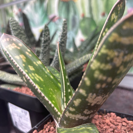 Gasteria croucheri subsp. croucheri