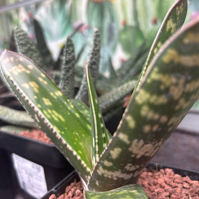 Gasteria croucheri subsp. croucheri