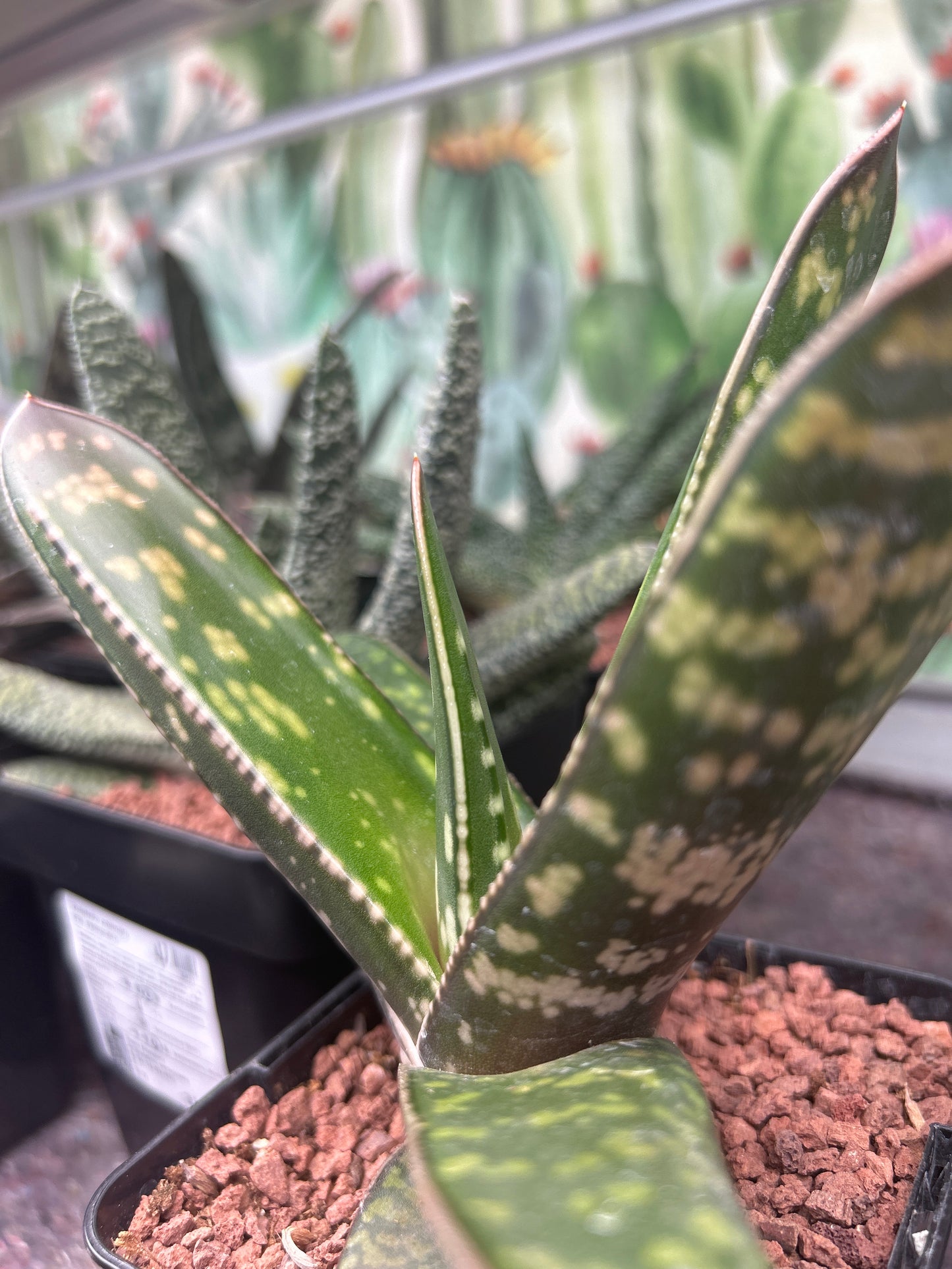 Gasteria croucheri subsp. croucheri