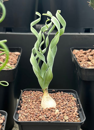 Albuca concordiana