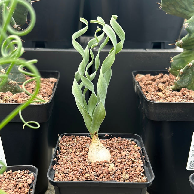 Albuca concordiana