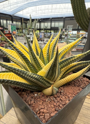 Haworthiopsis limifolia f. variegated