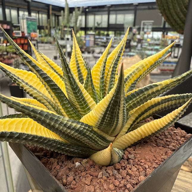Haworthiopsis limifolia f. variegated