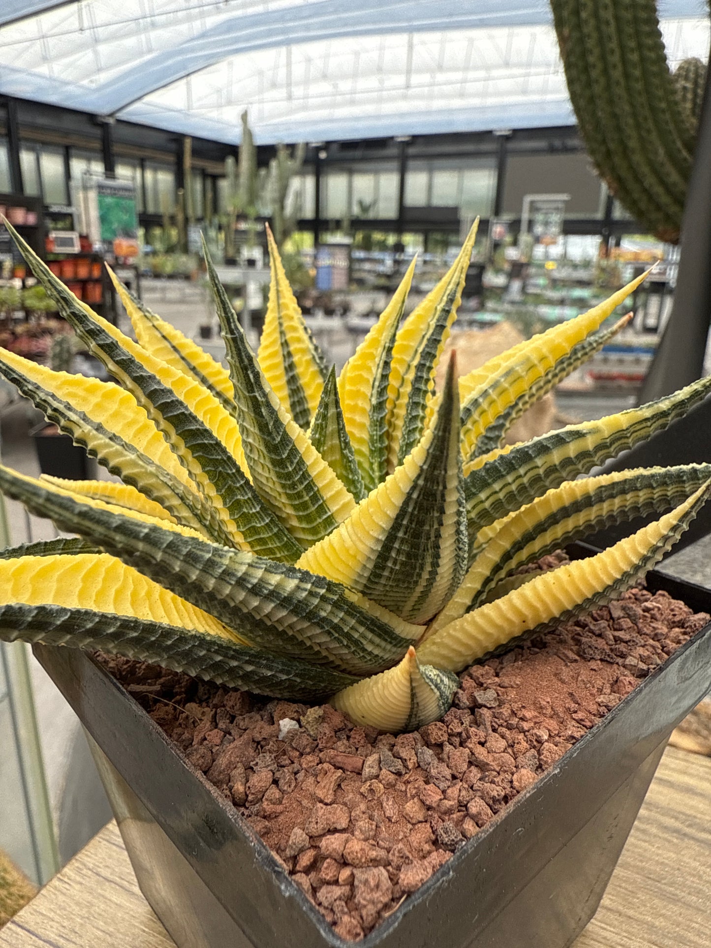 Haworthiopsis limifolia f. variegated