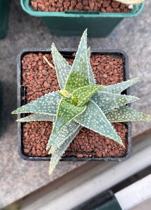 Aloe descoingsii