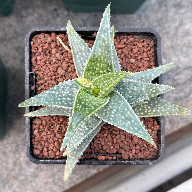 Aloe descoingsii