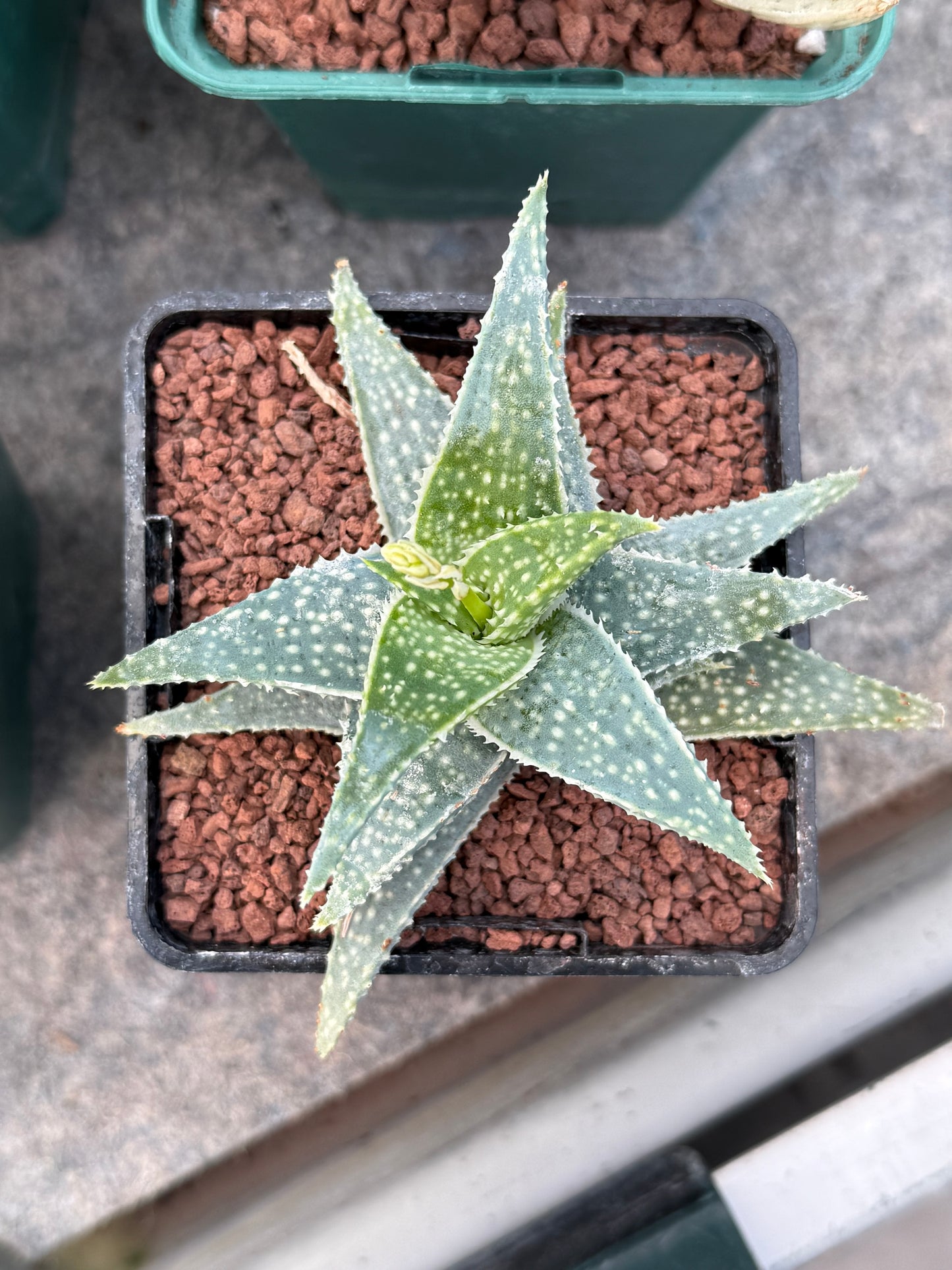 Aloe descoingsii