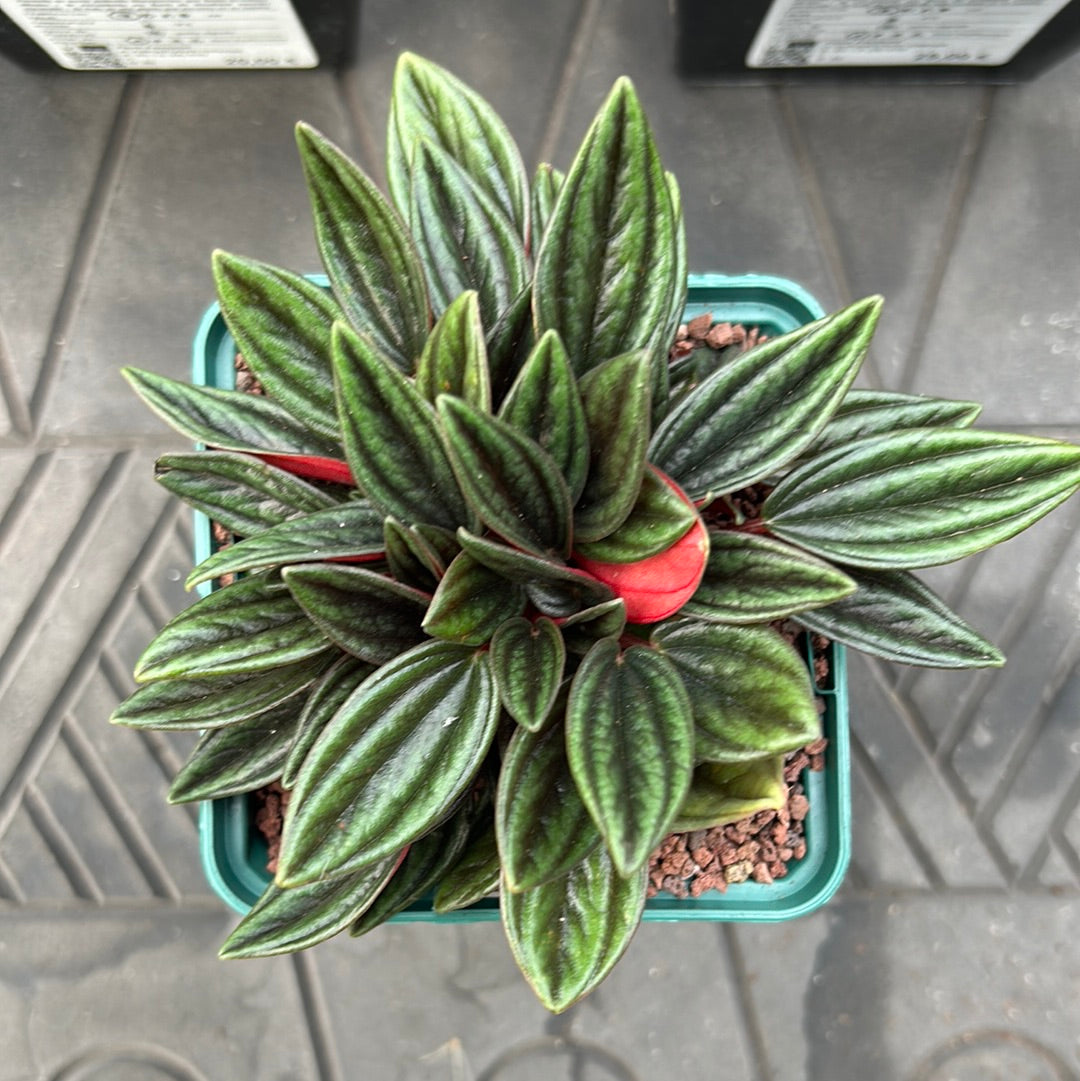 Peperomie 'Rosso'