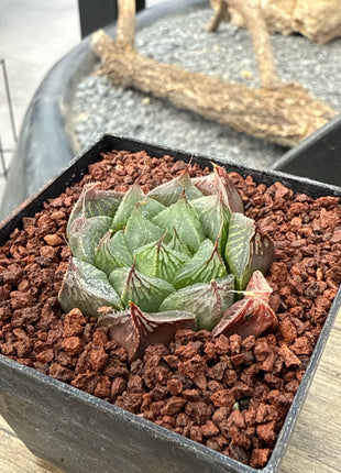 Haworthia cooperi var. obtusa 'Redstone'