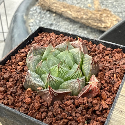 Haworthia cooperi var. obtusa 'Redstone'