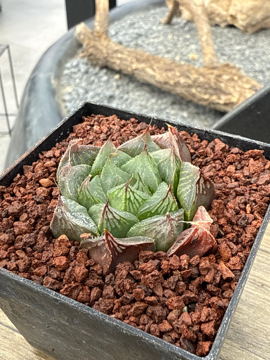 Haworthia cooperi var. obtusa ‘Redstone’