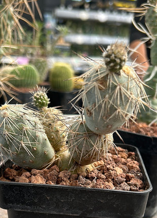 Tephrocactus alexanderi